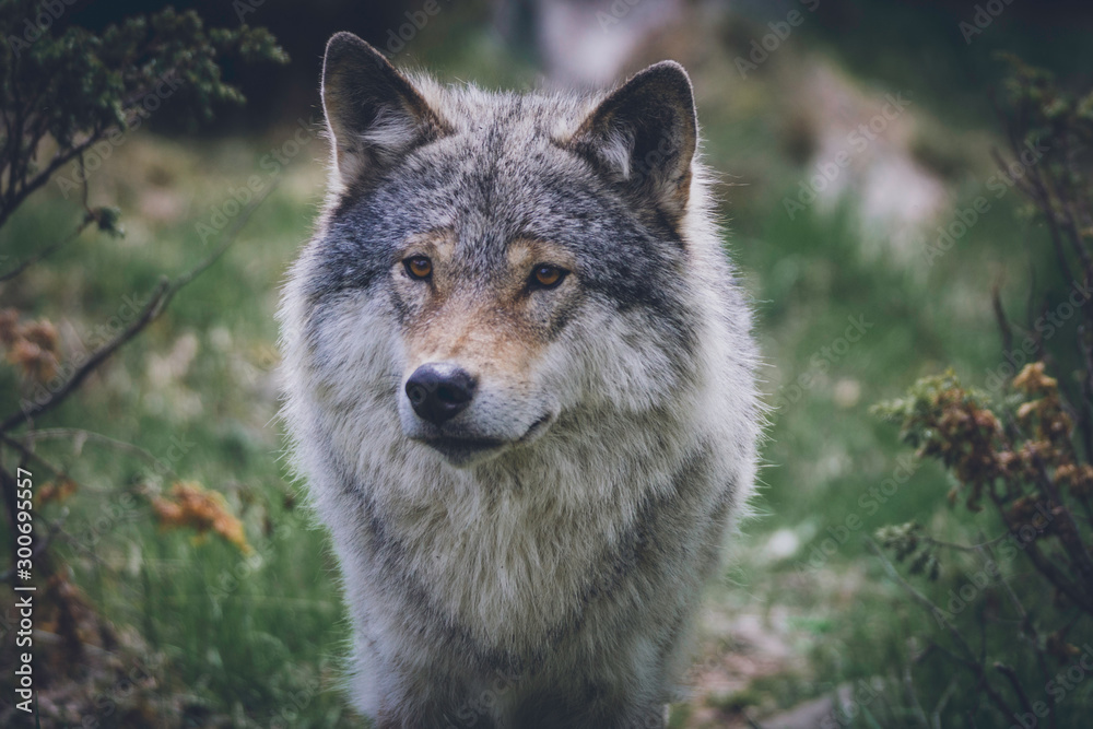 Grey wolf portrait in the wilderness. Wolf, animal, wildlife, northern america, usa, alaska, predator, killer concept.
