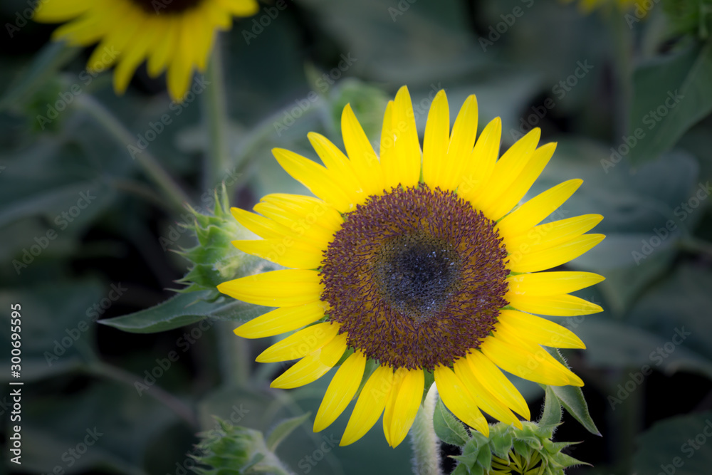 Obraz premium Close up of Sun flower in the garden.
