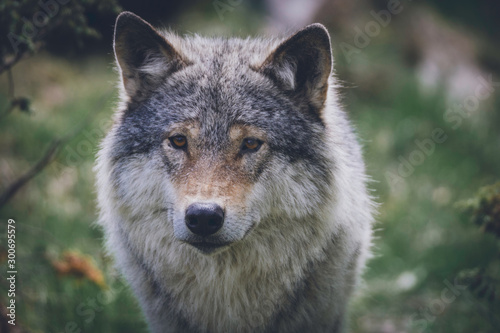 Grey wolf portrait in the wilderness. Wolf  animal  wildlife  northern america  usa  alaska  predator  killer concept.