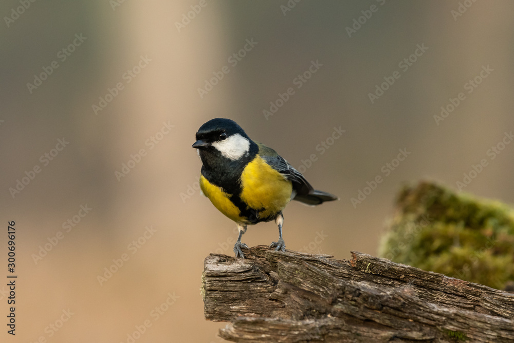 Naklejka premium Beautiful nature scene with Great tit (Parus major). Wildlife shot of Great tit (Parus major) on branch. Great tit (Parus major) in the nature habitat.