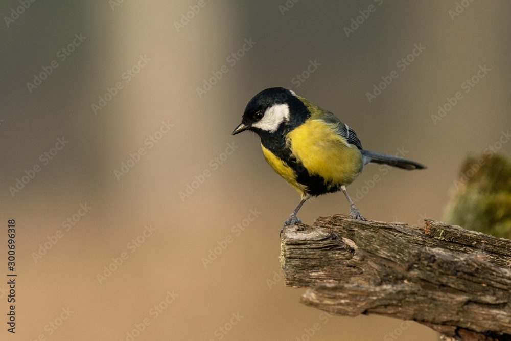 Beautiful nature scene with Great tit (Parus major). Wildlife shot of Great tit (Parus major) on branch. Great tit (Parus major) in the nature habitat. Beautiful nature scene with Great tit (Parus major). Wildlife shot of Great tit (Parus major) on branch. Great tit (Parus major) in the nature habitat.