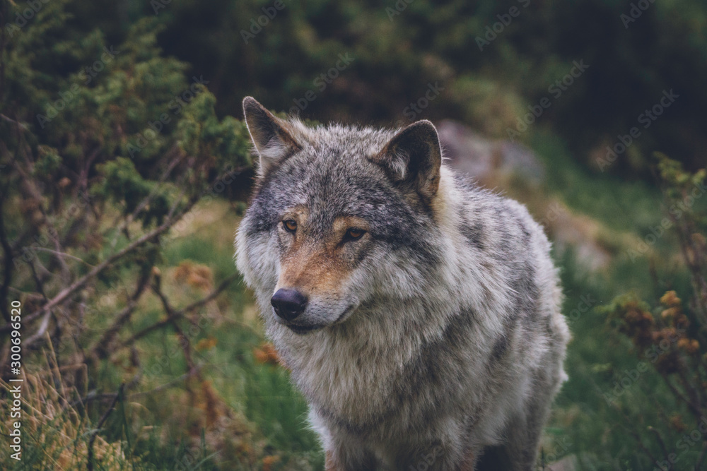 Wolf outdoors in the wilderness. Wildlife and animal portrait concept.