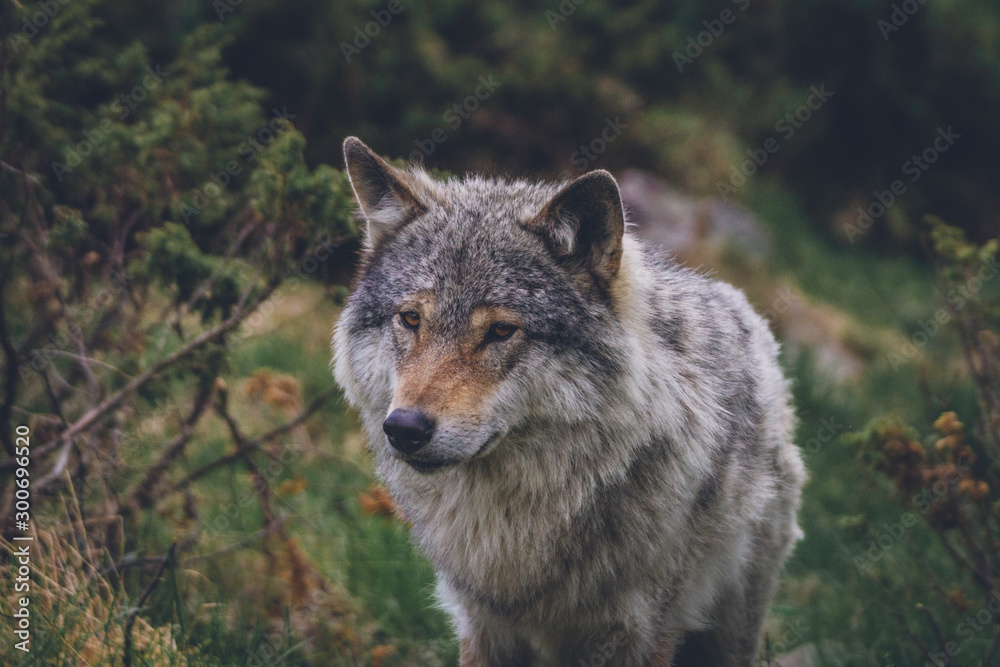 Wolf outdoors in the wilderness. Wildlife and animal portrait concept. Wolf outdoors in the wilderness. Wildlife and animal portrait concept.