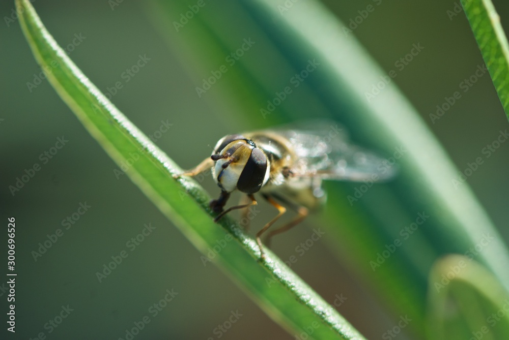 big-eyed cute wasp on leaf of oleander big-eyed cute wasp on leaf of oleander