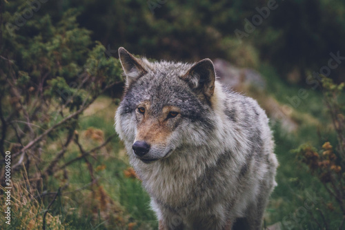 Wolf outdoors in the wilderness. Wildlife and animal portrait concept. © Jon Anders Wiken