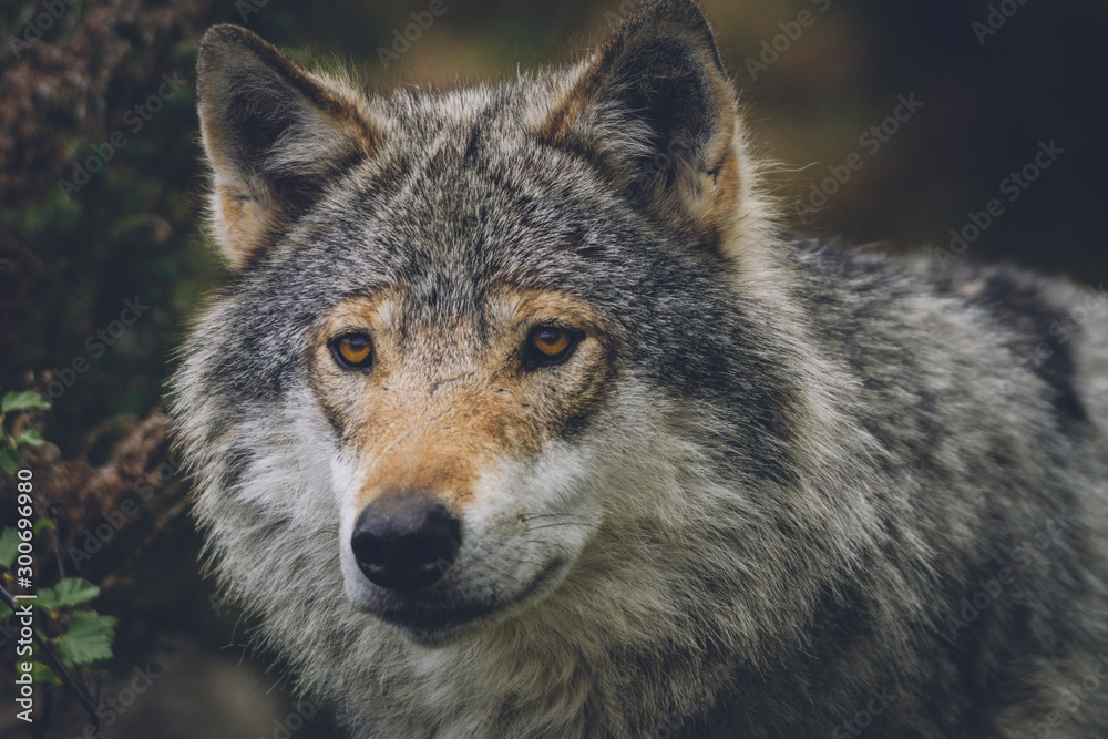 Grey wolf with scars in nature portrait. Closeup, moment, predator, wlldlife, usa, wolf pack, animal, scar concept.