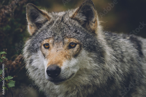 Grey wolf with scars in nature portrait. Closeup  moment  predator  wlldlife  usa  wolf pack  animal  scar concept.