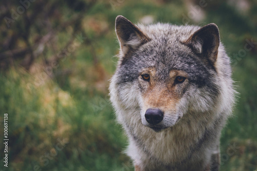 Beatiful Wolf portrait in nature with blurry green background. Usa, nature, animal, america, wolves, killer, predator, pack concept. © Jon Anders Wiken