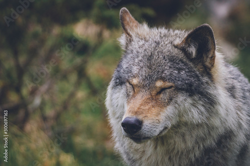 Wolf relaxing in nature with eyes closed. Wolves, wilderness, forest, moment, sleepy, animal, predator, beautiful, creature concept.