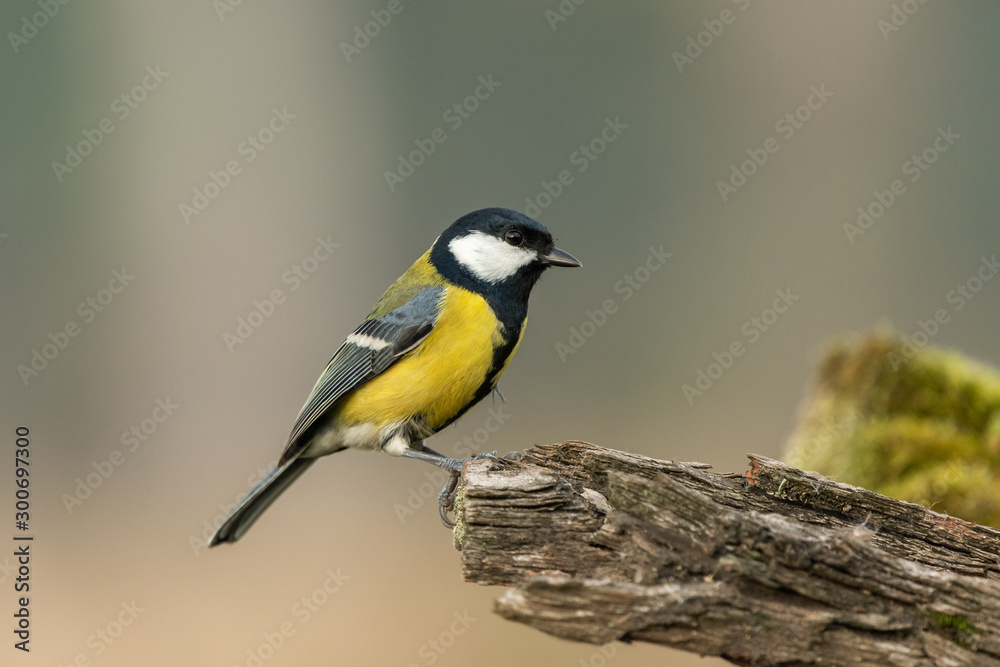 Beautiful nature scene with Great tit (Parus major). Wildlife shot of Great tit (Parus major) on branch. Great tit (Parus major) in the nature habitat. Beautiful nature scene with Great tit (Parus major). Wildlife shot of Great tit (Parus major) on branch. Great tit (Parus major) in the nature habitat.