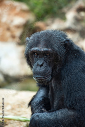  portrait of a black chimpanzee