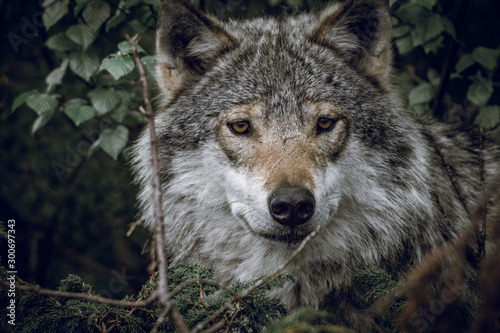 Grey wolf portrait. Predator concept. © Jon Anders Wiken