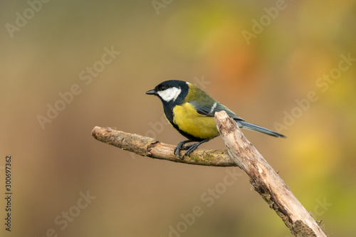 Beautiful nature scene with Great tit (Parus major). Wildlife shot of Great tit (Parus major) on branch. Great tit (Parus major) in the nature habitat. © kapros76