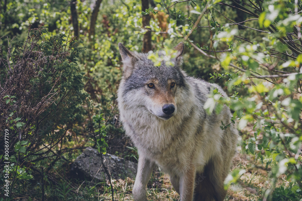 Beautiful big grey wolf in the wilderness. Surrounded by trees and branches. Wildlife, animal, predator, killer, animals in the wild, northern, usa, america, close encounter, moment concept.