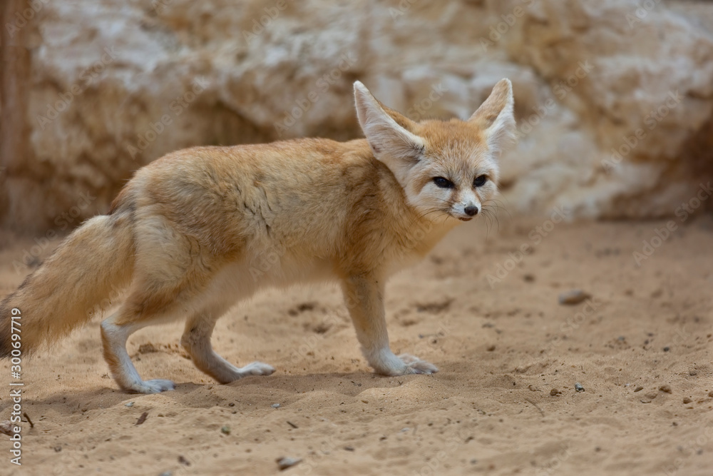 Naklejka premium desert fox