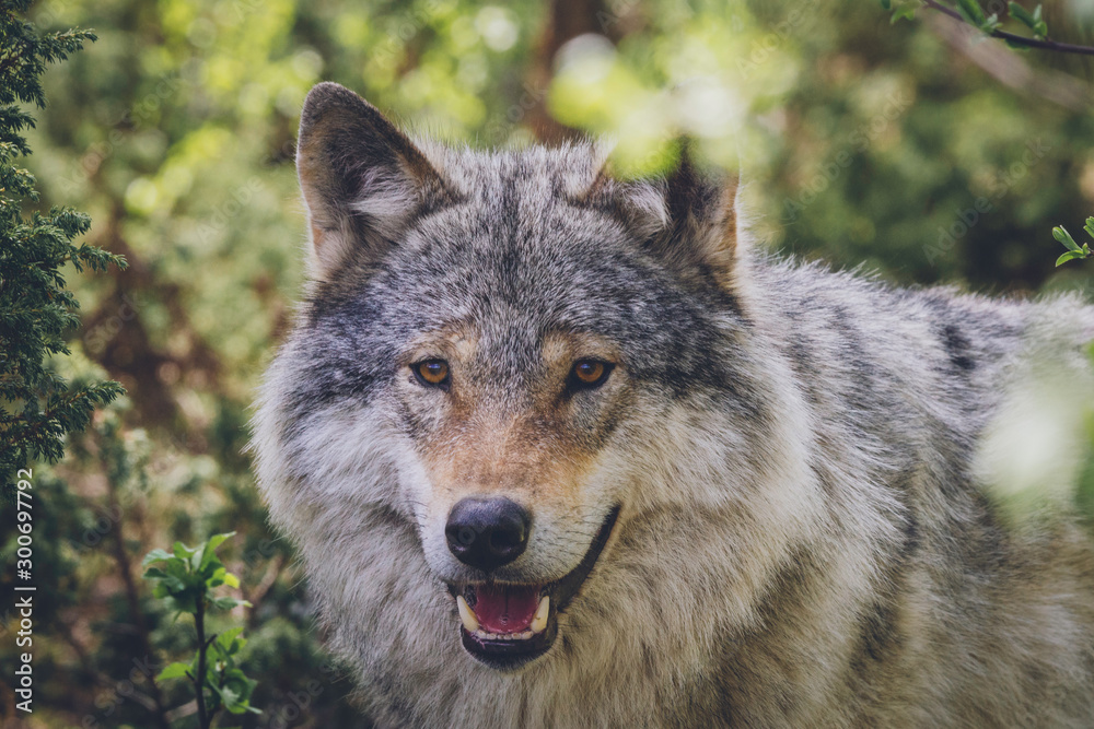 Portrait of beautiful grey wold in nature scenery in summer. Moment, predator, holiday, wilderness, wildlife concept. Portrait of beautiful grey wold in nature scenery in summer. Moment, predator, holiday, wilderness, wildlife concept.