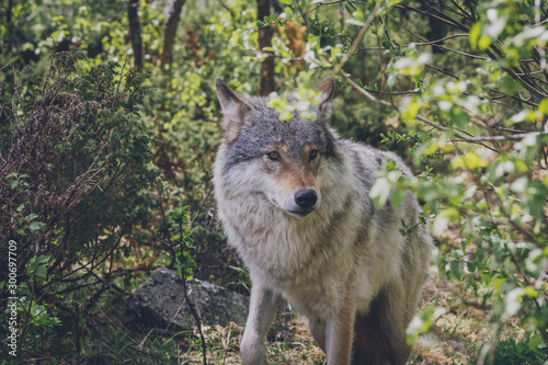 Beautiful big grey wolf in the wilderness. Surrounded by trees and branches. Wildlife  animal  predator  killer  animals in the wild  northern  usa  america  close encounter  moment concept.
