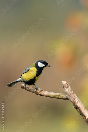Beautiful nature scene with Great tit (Parus major). Wildlife shot of Great tit (Parus major) on branch. Great tit (Parus major) in the nature habitat.
