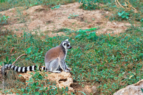 lemur on a background of green grass