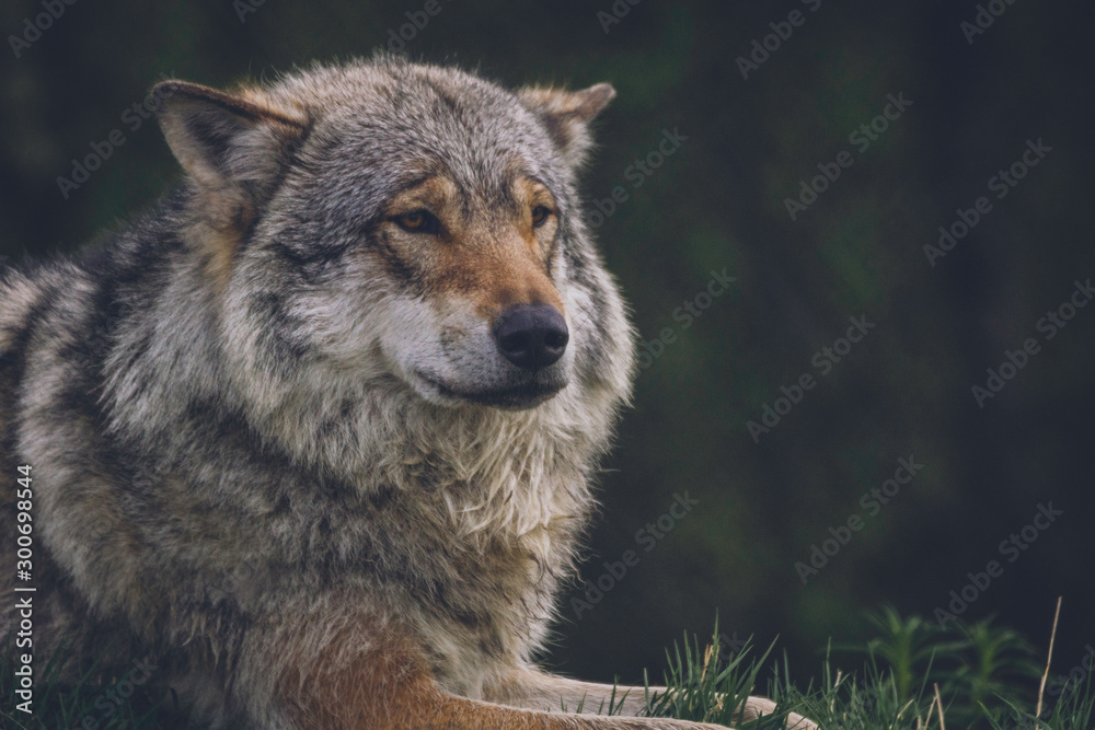 Fototapeta premium Beautiful big grey wolf in the wilderness in its natural habitat. Wildlife, animal, predator, killer, animals in the wild, northern, usa, america, close encounter, moment concept.