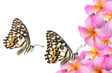  butterfly and Plumeria pink flowers on white background