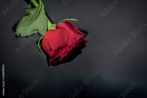 Red rose with waterdroplets floating in silent black water. Love  romance  couple  valentines day and death concepts.