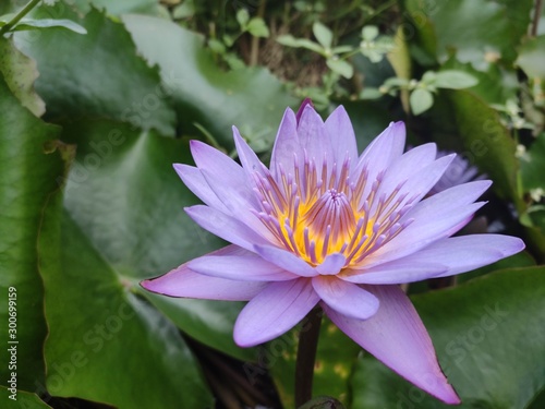 Beautiful lotus in pond 