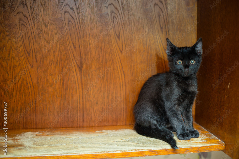 Black scared kitten sits on a wooden shelf. The kitten hid in the corner of the table. Black kitten with yellow eyes on a wooden background.