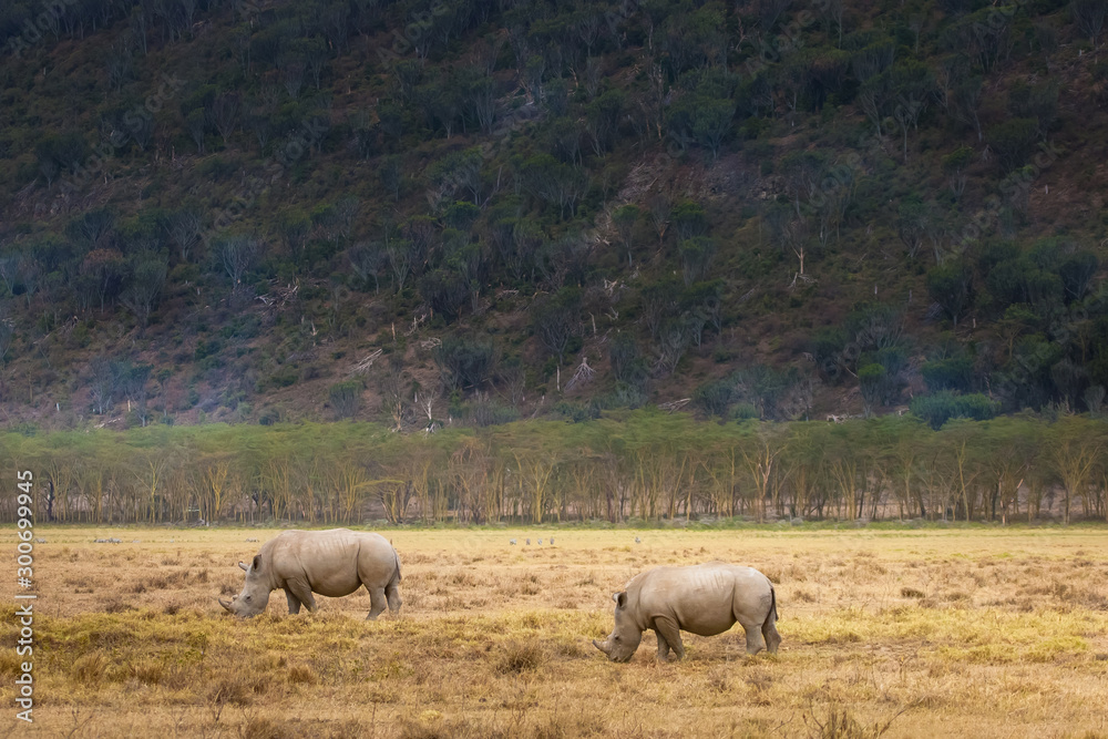 Obraz premium Kenya. Africa. Nakuru national Park. Rhinoceroses. Two rhinos on a background of mountains and trees. Rhinos eat grass. Animals in Nakuru Park. Fauna Of Kenya. Travel to Africa. Wildlife.