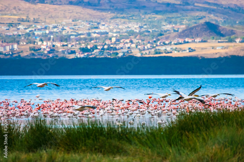 Pink flamingo. A flock of f...