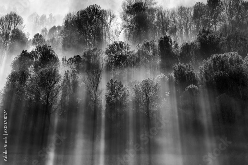 Backlight over the foggy forest photo