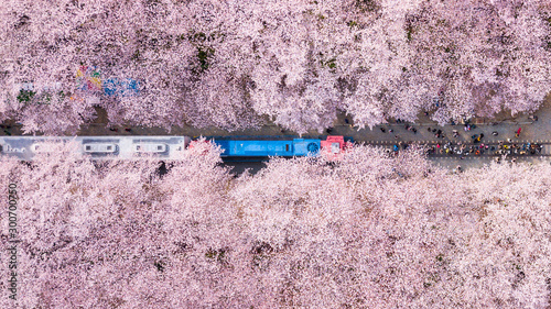 Top view at jinhae cherry blossom,Busan City,South Korea.