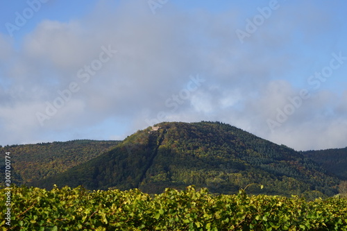Sonniger Panoramablick von den Weinbergen bei Edenkoben auf die Ludwigsh  he