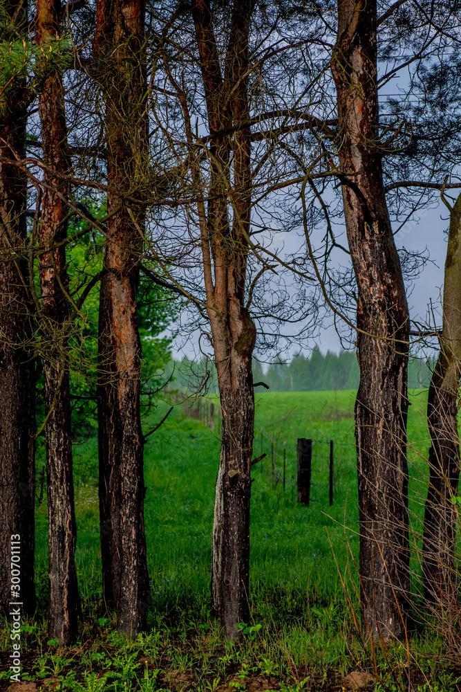 Obraz premium tree trunk