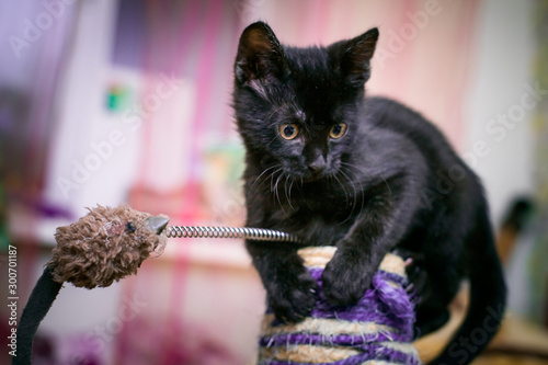 Black kitten 3 months old sitting on clawfish. tabby cat sits next to claw stick in background of room. photo