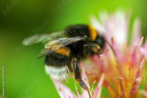 Macro shot of bumblebee in spring. Green backdrop and pink flower.