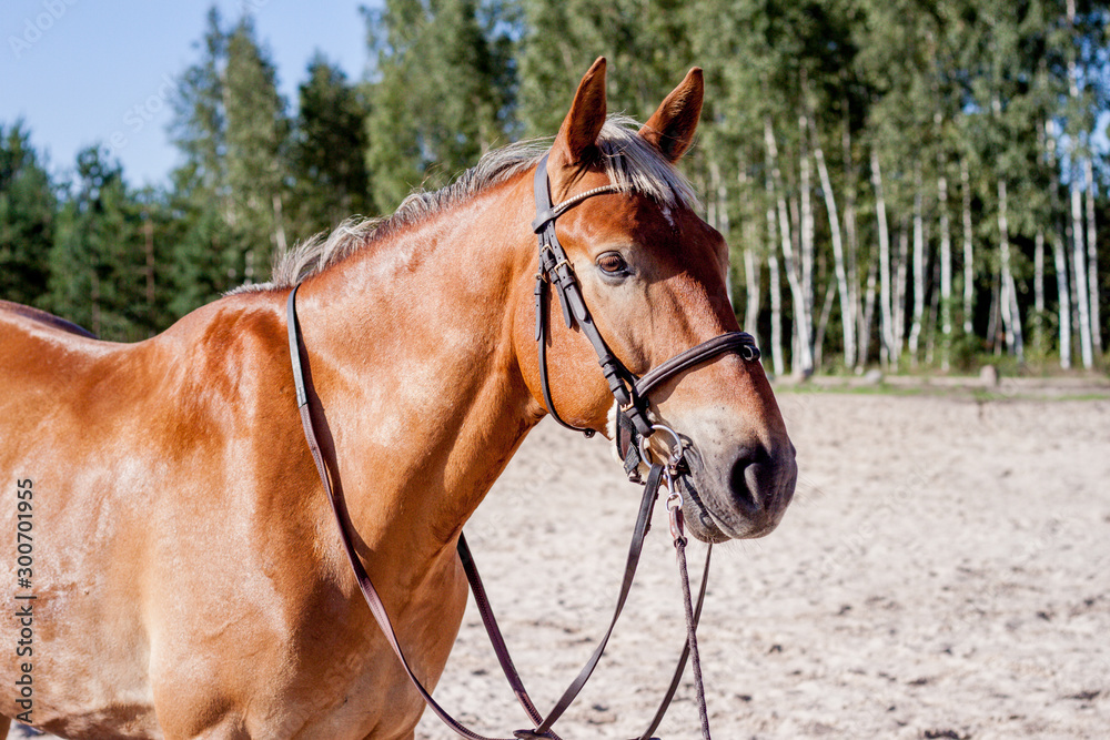 Cute palomino horse portrait on the beach Cute palomino horse portrait on the beach