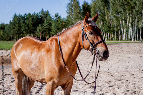 Cute palomino horse portrait on the beach