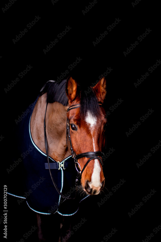 Portrait of beautiful bay horse in rug on black background Portrait of beautiful bay horse in rug on black background