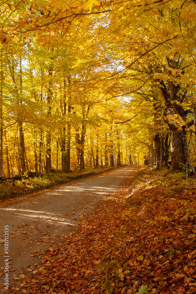 Vermont Hiking Path in Autumn