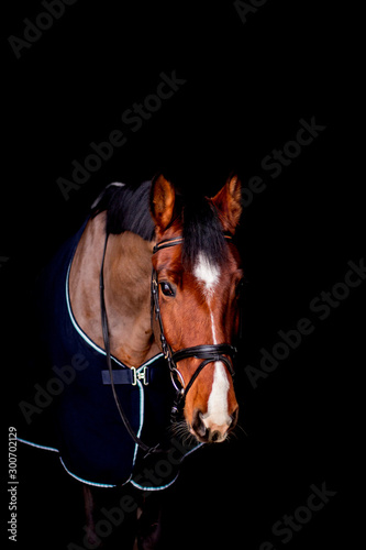 Portrait of beautiful bay horse in rug on black background © virgonira
