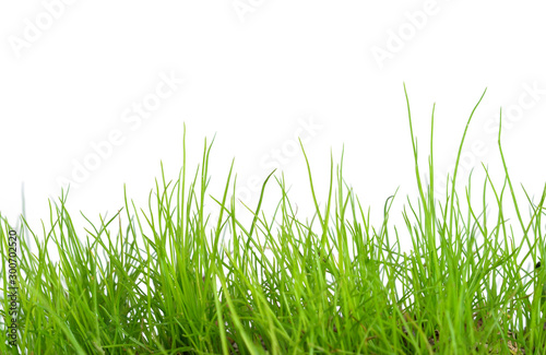 Green grass isolated on white background