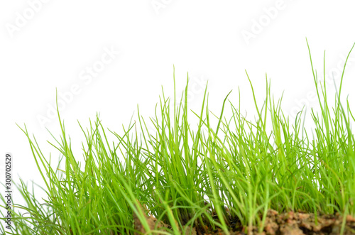 Green grass isolated on white background © evegenesis