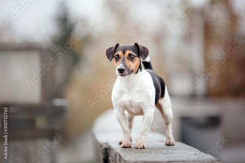 Jack Russell Terrier on a Foggy Autumn Morning