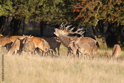 Red deer - Rutting season