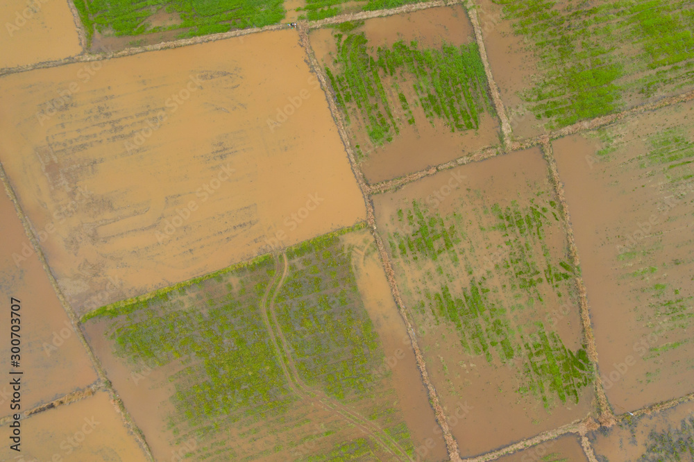 Fototapeta premium Aerial view of beautiful paddy field surrounding by small town at Penampang, Sabah, Borneo