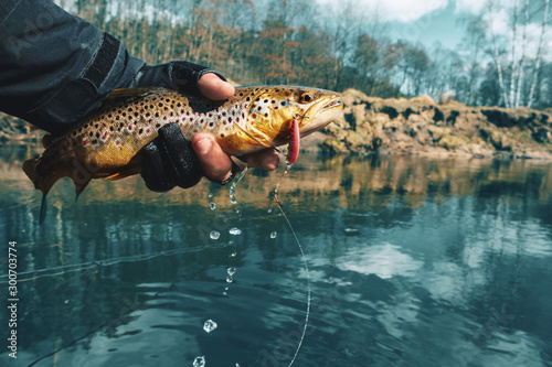 brown trout in the hand of a fisherman