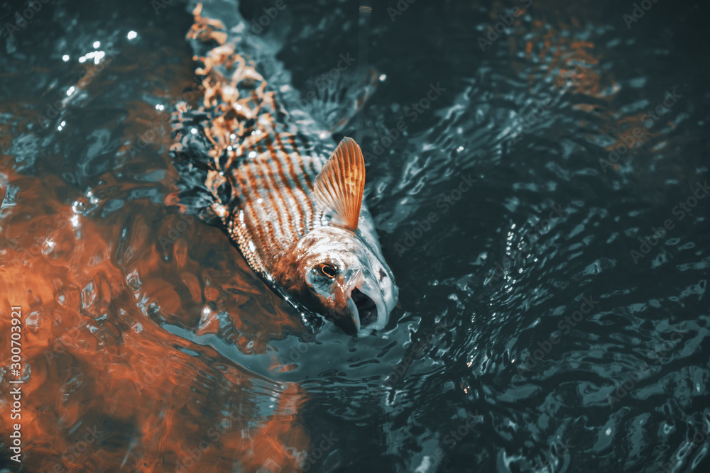 Obraz premium Grayling caught in the fly