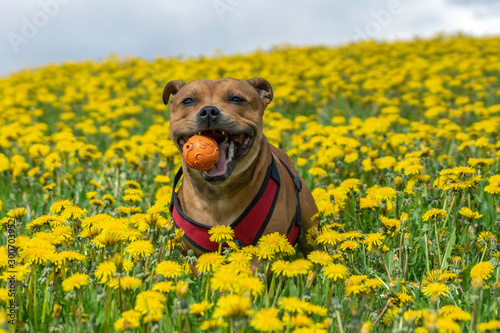 Portrait of a staffordshire bull terrier in yellow flower field in spring with orange ball in his mouth. Blue sky, summer, pet, dog, flowers, nature, landscape concept.