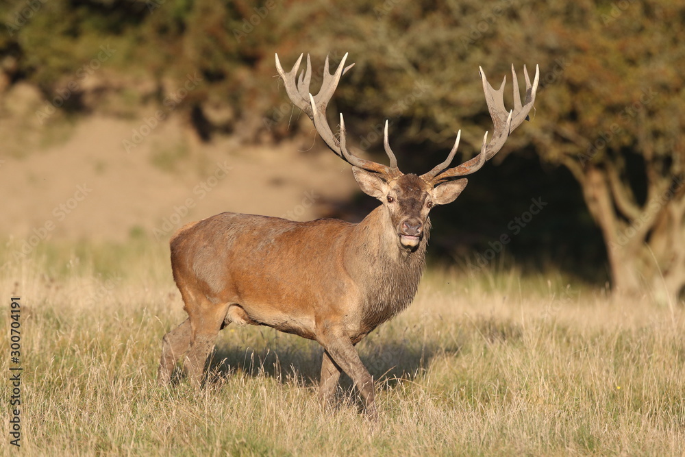 Red deer - Rutting season Red deer - Rutting season